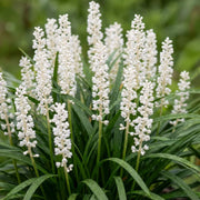 LIRIOPE BIG MONROE WHITE