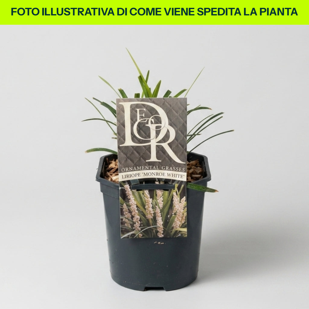 LIRIOPE BIG MONROE WHITE