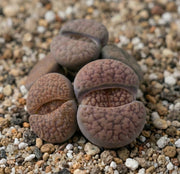 LITHOPS VARIÉTÉS ASSORTIES POT DE 8CM