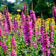 Lythrum Salicaria Robert in vaso da 18cm
