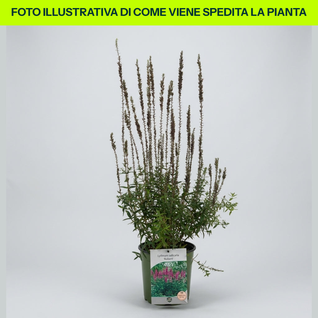 Lythrum Salicaria Robert in vaso da 18cm