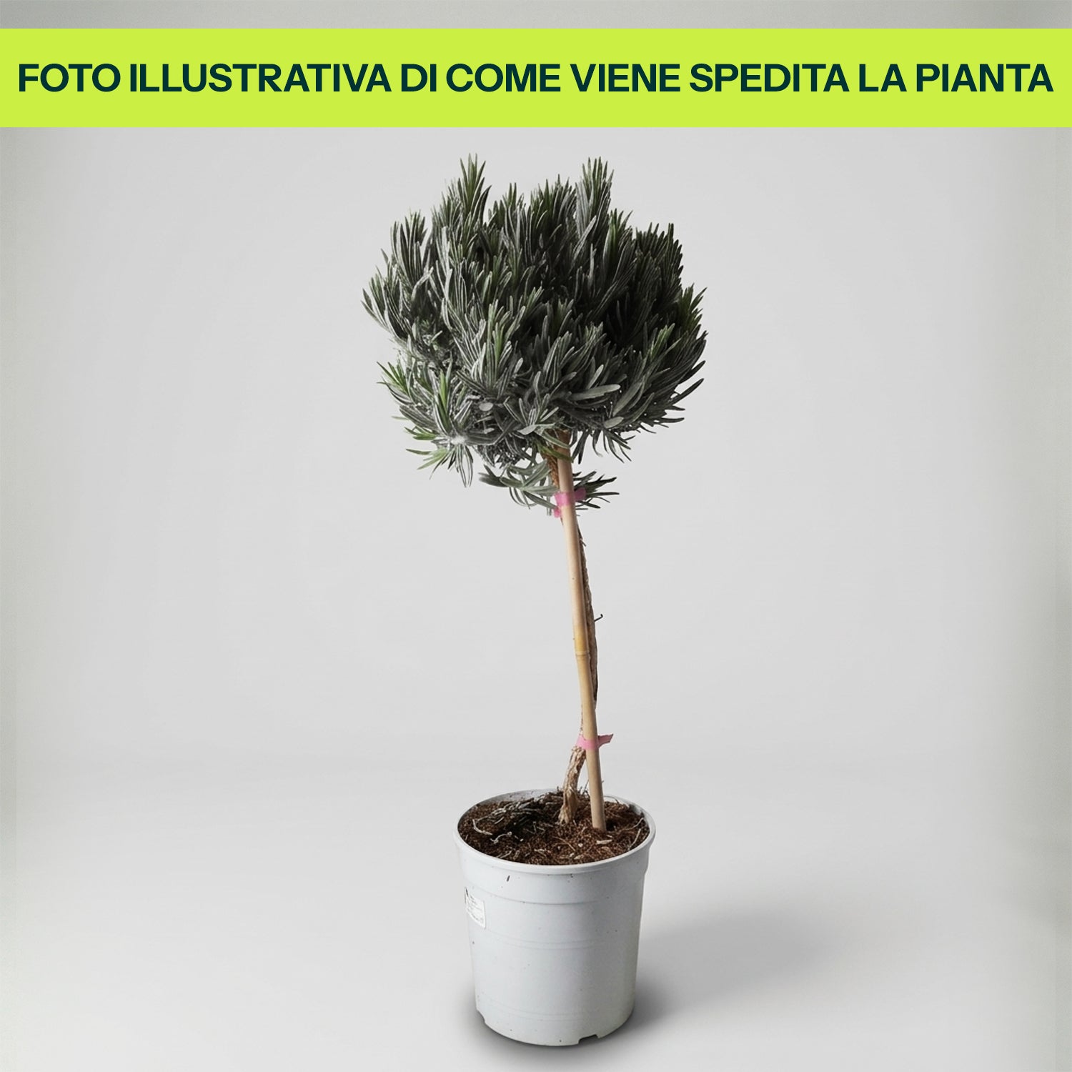 Guzmania Yeltix en pot de 12 cm