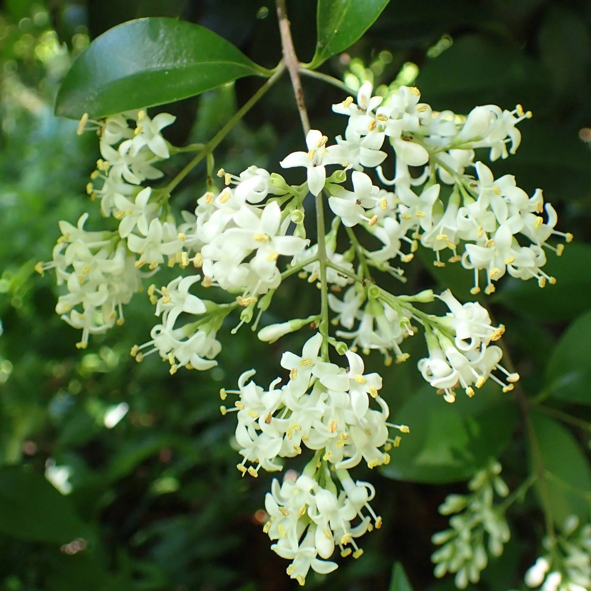 Ligustrum in vaso da 12cm