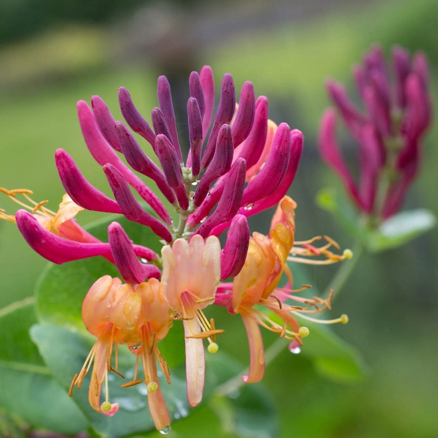 Lonicera Heckrottii American Beauty in vaso da 16cm