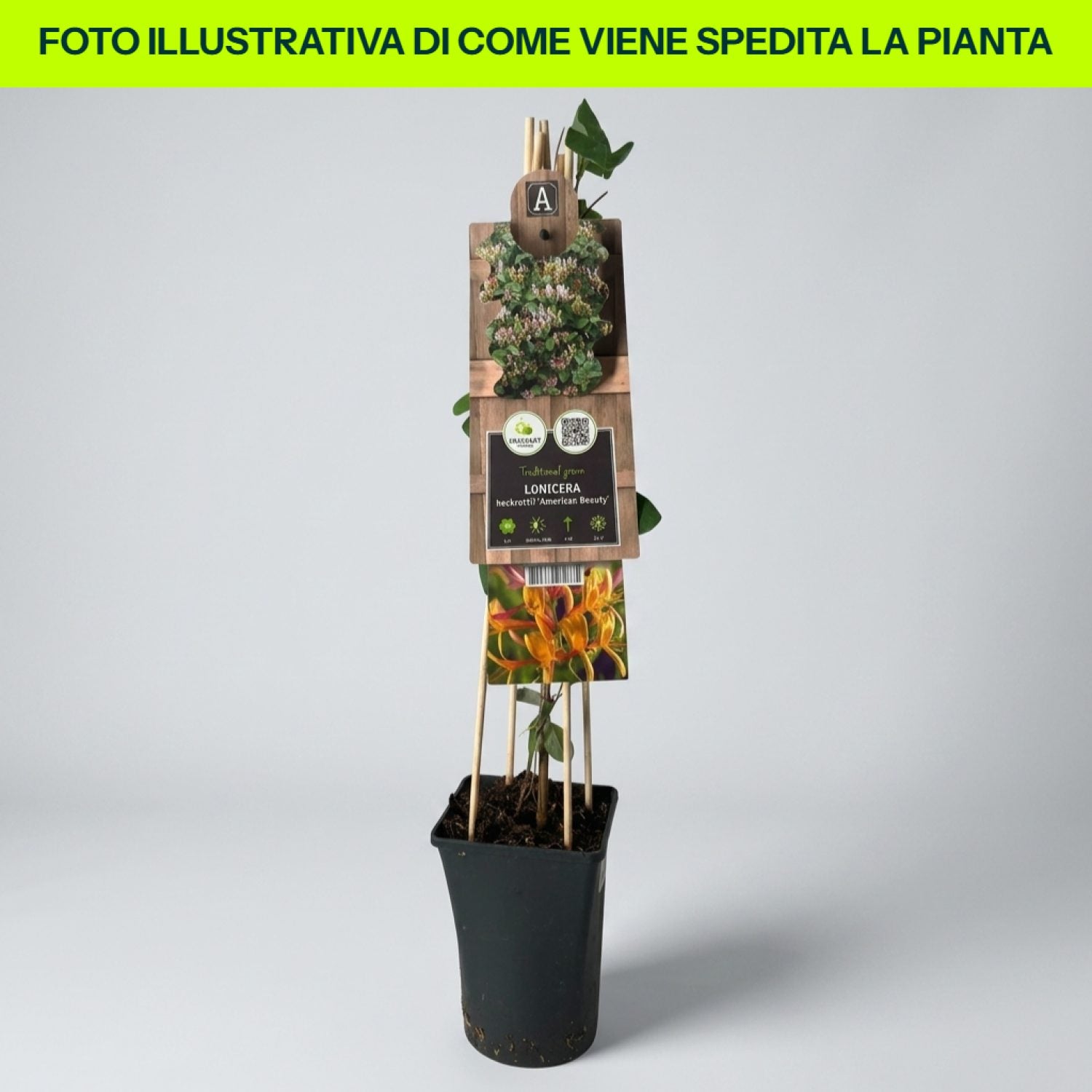 Lonicera Heckrottii American Beauty in vaso da 16cm