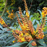 Mahonia Volcano in vaso da 18cm