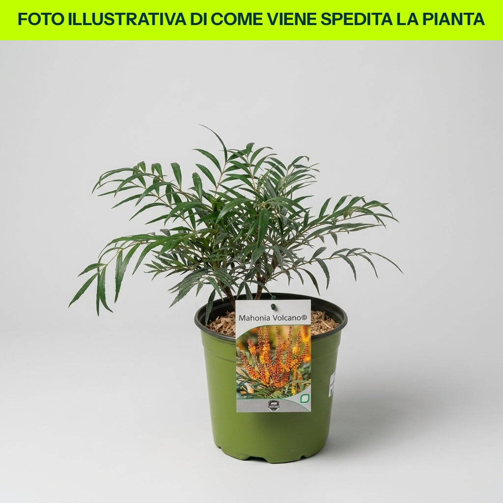 Mahonia Volcano in vaso da 18cm