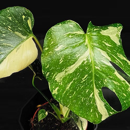 Guzmania Yeltix en pot de 12 cm