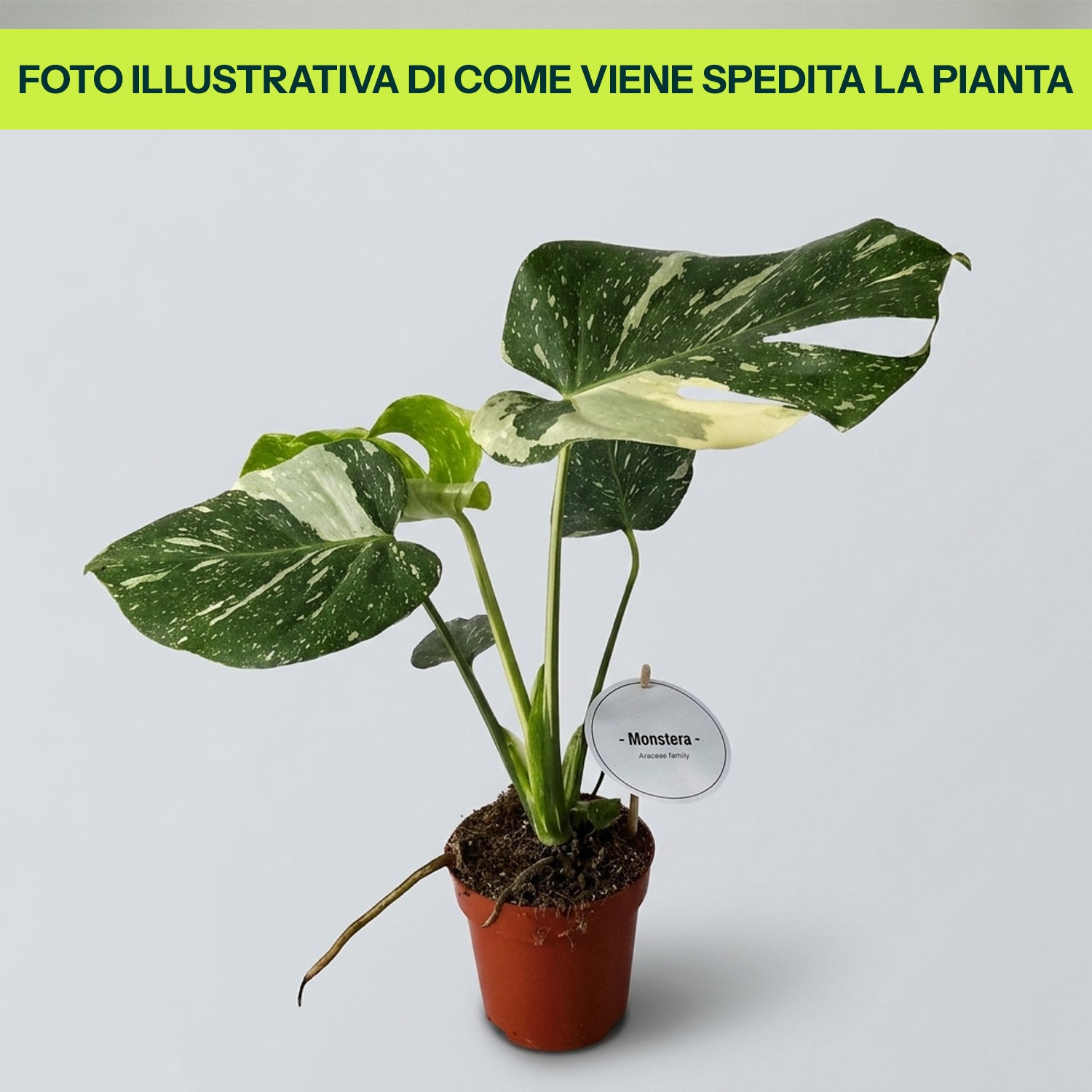 Guzmania Yeltix en pot de 12 cm