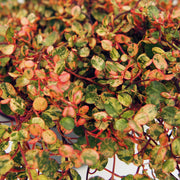 MUEHLENBECKIA COMPLEXA IM 13-CM-TOPF