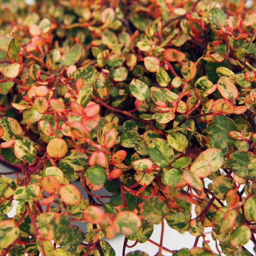 MUEHLENBECKIA COMPLEXA IM 13-CM-TOPF