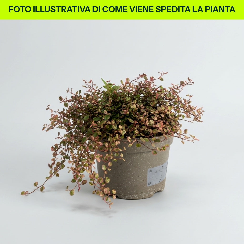 MUEHLENBECKIA COMPLEXA IM 13-CM-TOPF