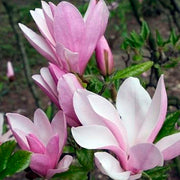 Magnolia Henry King in Vaso da 21cm