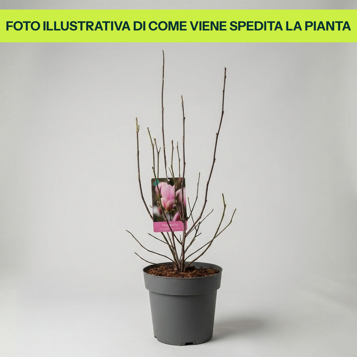 Magnolia Henry King in Vaso da 21cm