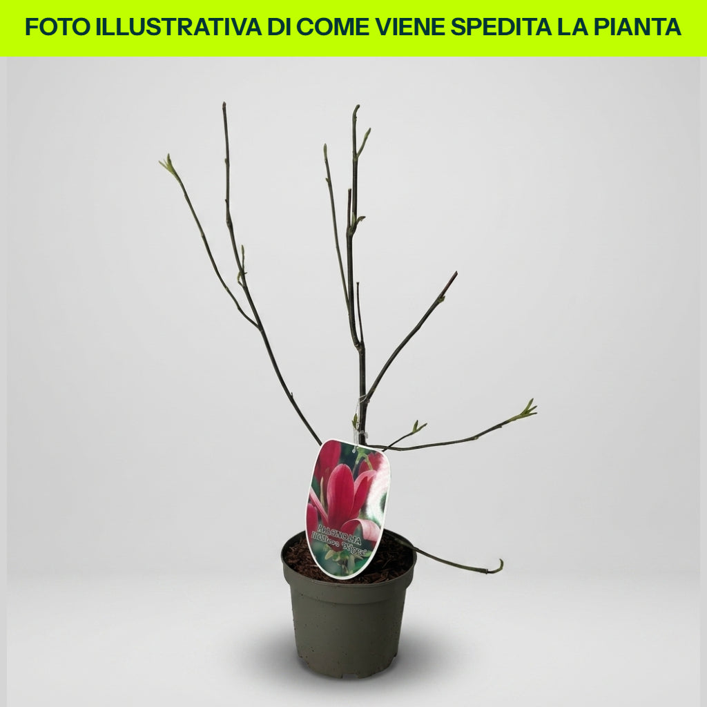 Guzmania Yeltix en pot de 12 cm