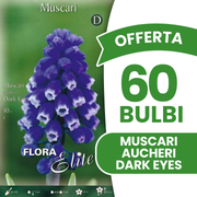 Offerta 60 Bulbi di Muscari Aucheri Dark Eyes