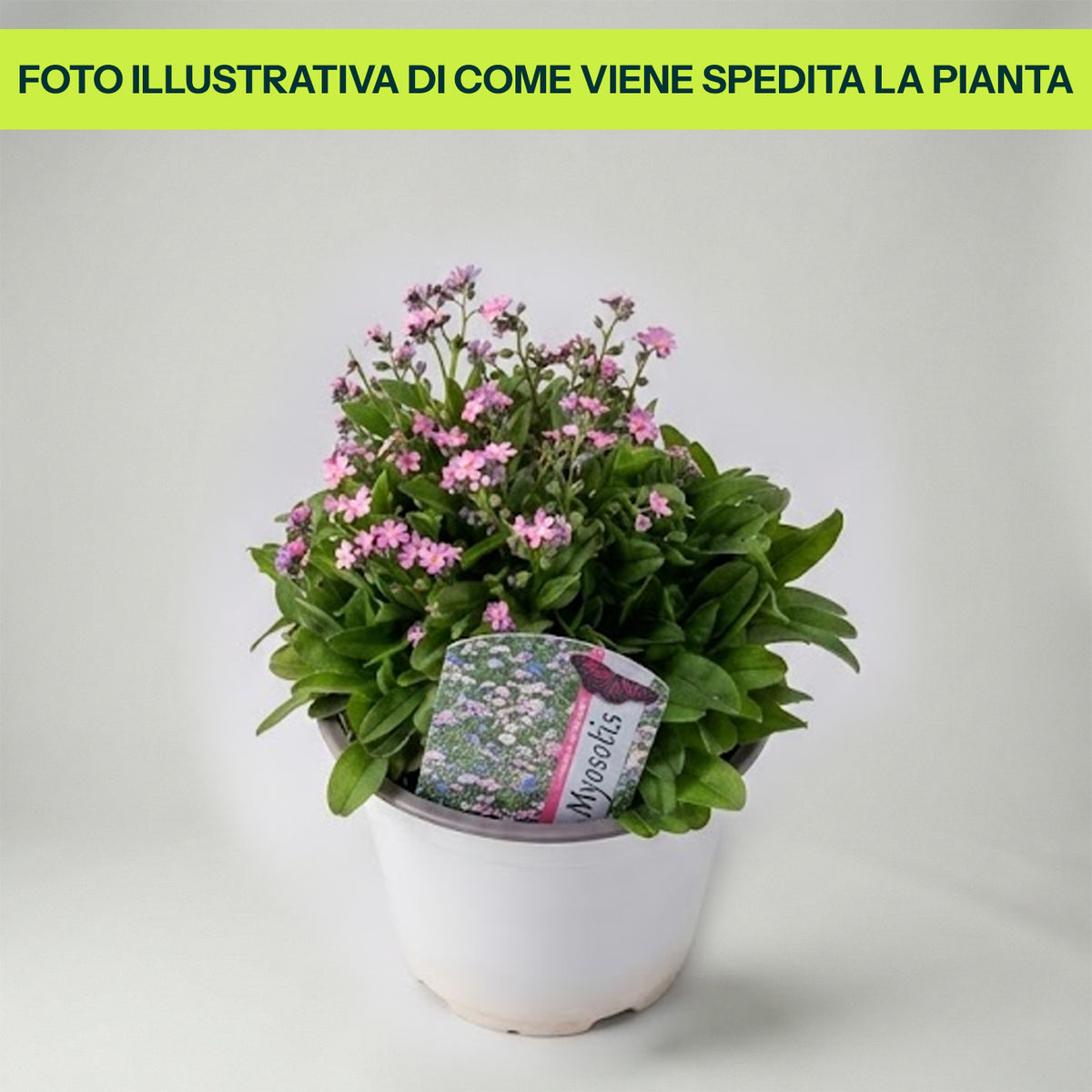 Guzmania Yeltix im 12-cm-Topf