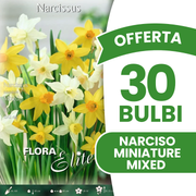 Jonquilles miniatures mélangées (paquet de 10 bulbes)
