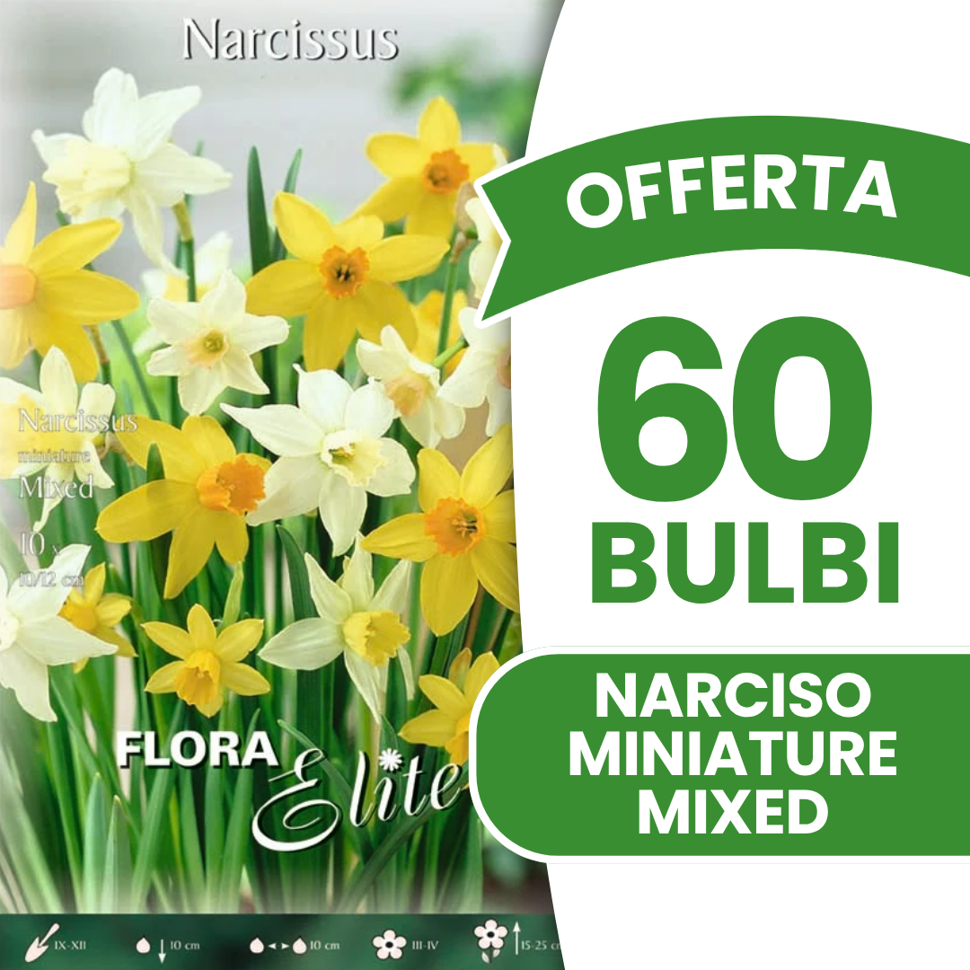 OFFERTA 60 BULBI DI NARCISO MINIATURE MIXED