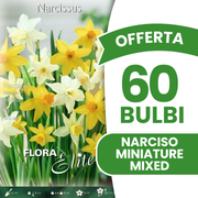 OFFERTA 60 BULBI DI NARCISO MINIATURE MIXED