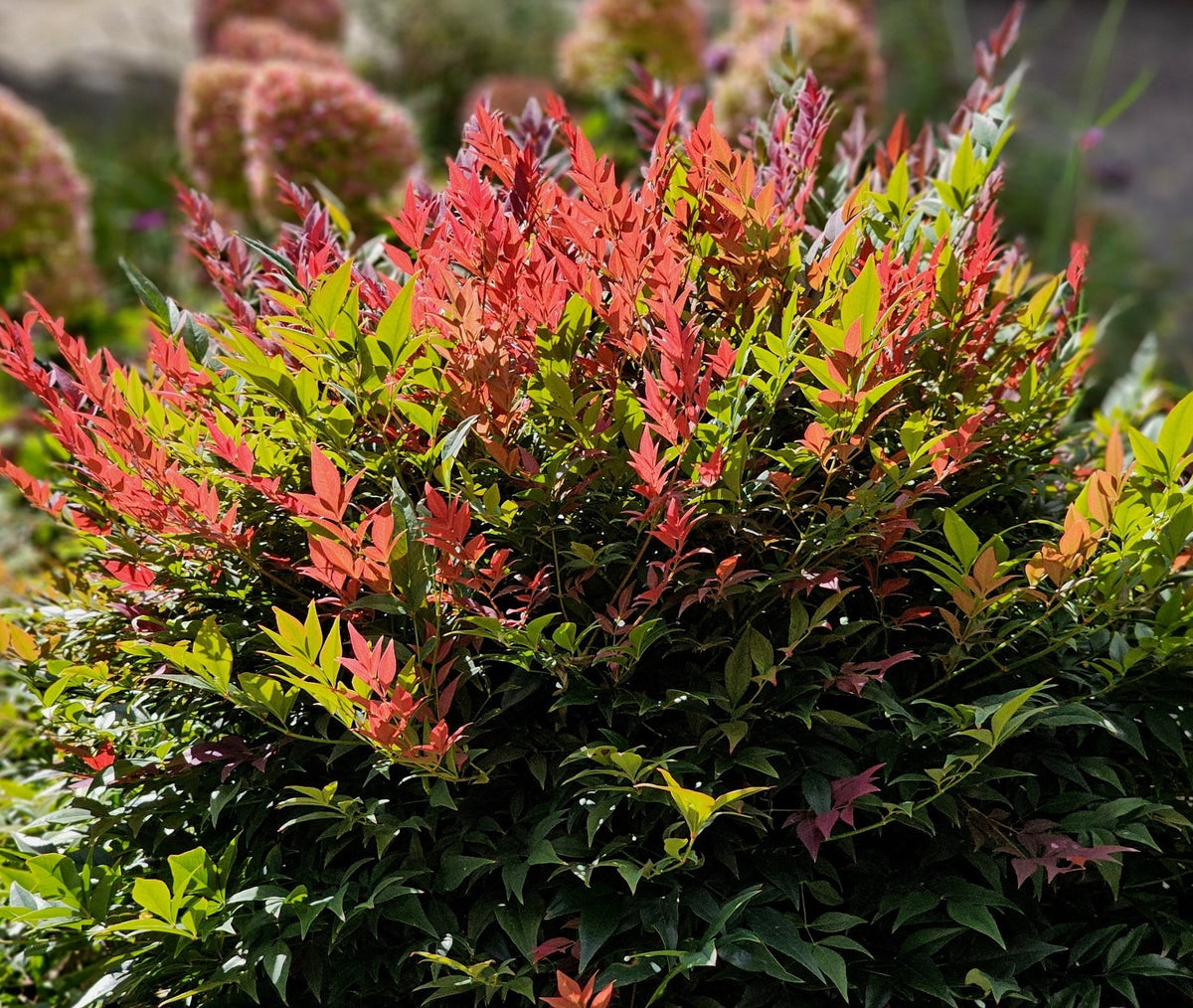 Guzmania Yeltix im 12-cm-Topf