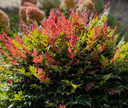 Guzmania Yeltix im 12-cm-Topf