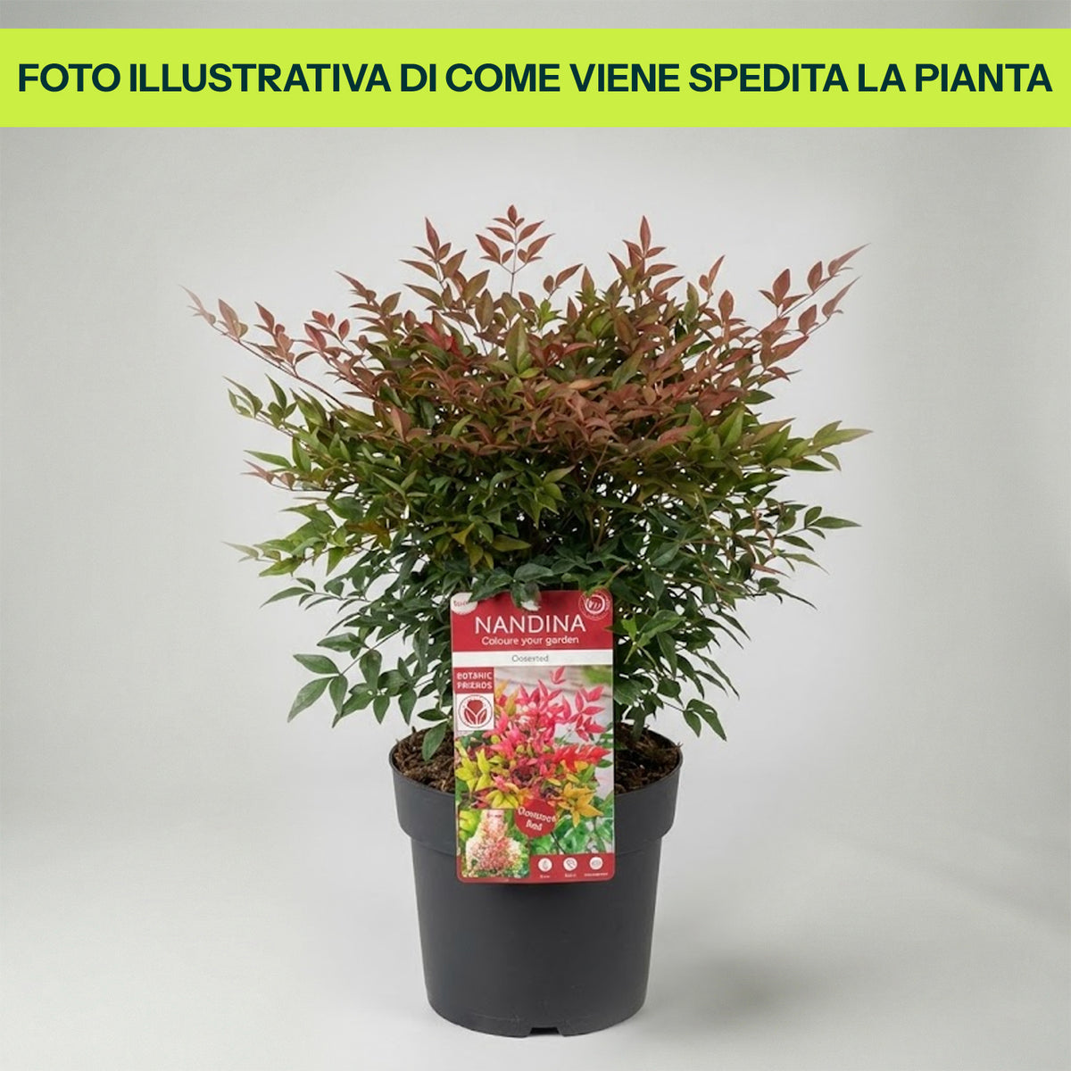 Guzmania Yeltix im 12-cm-Topf