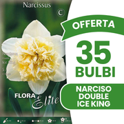 Offerta 35 Bulbi di Narciso Double Ice King