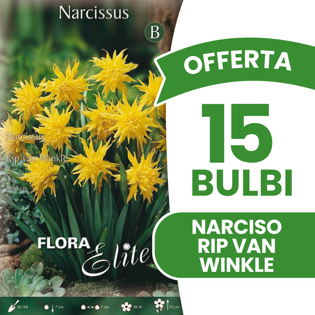 Offerta 15 Bulbi di Narciso Rip van Winkle