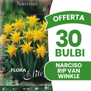 Offerta 30 Bulbi di Narciso Rip van Winkle