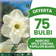 Offerta 75 Bulbi di Narciso Split Corona Papillon Blanc