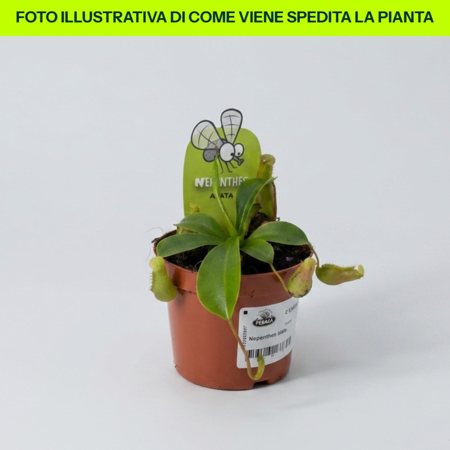 Nepenthes Alata in vaso da 9,5cm