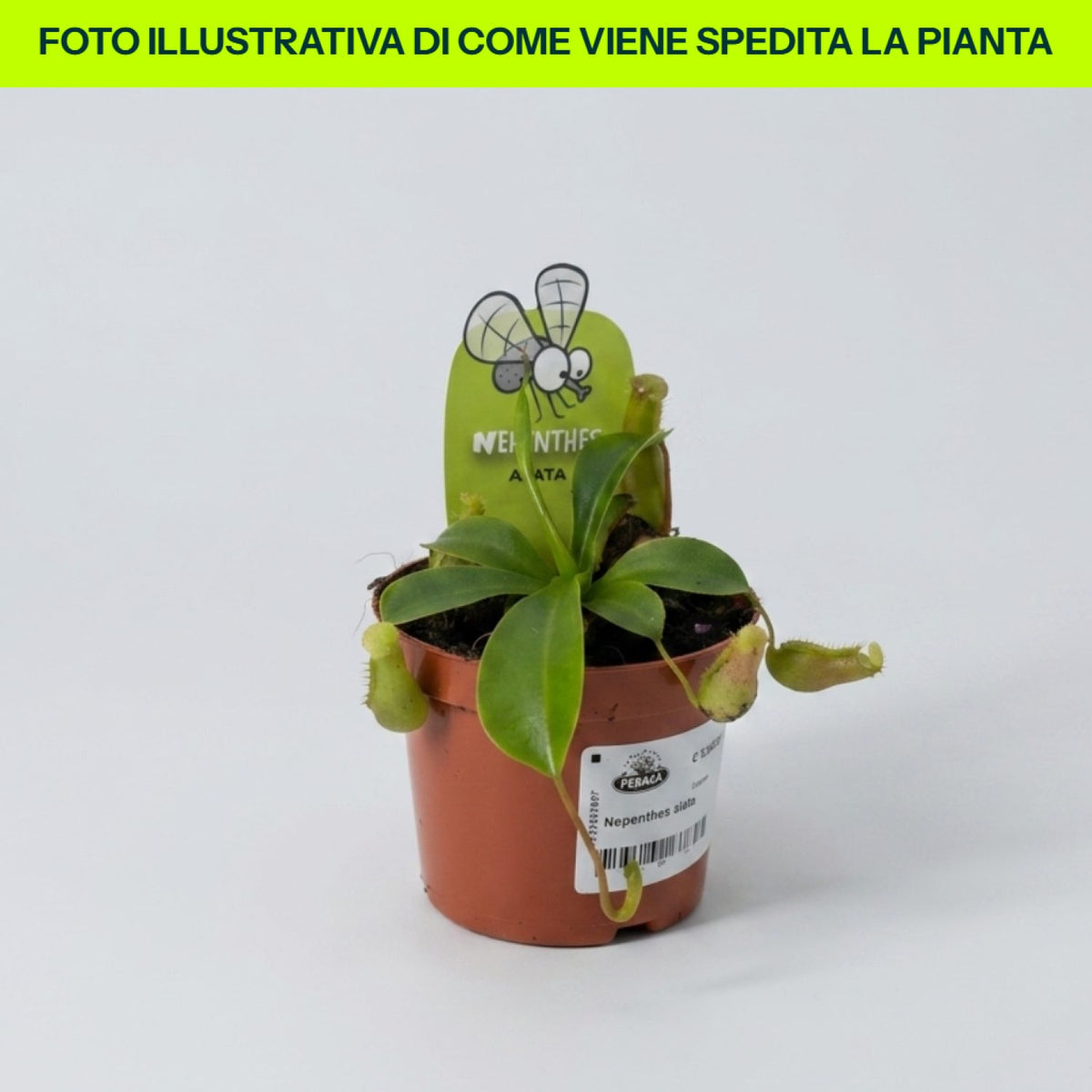 Nepenthes Alata in vaso da 9,5cm