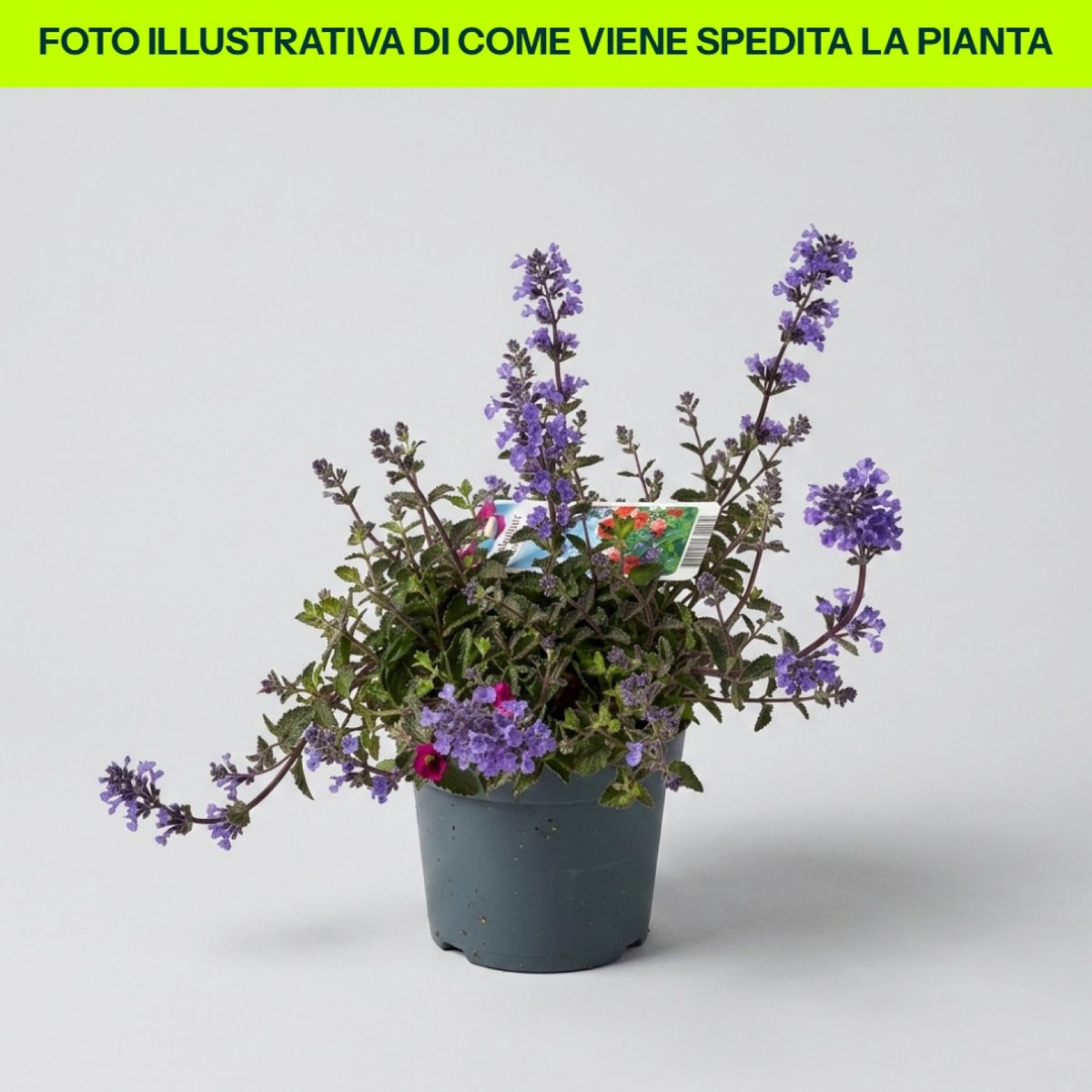 Nepeta Purrsian Blue in vaso da 15cm