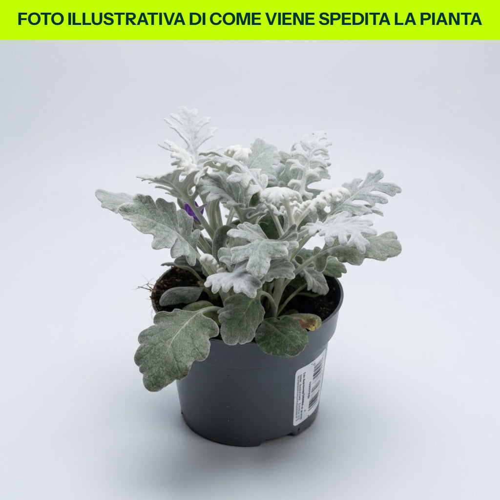 CINERARIA MARITIMA 12CM TOPF