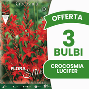 ANGEBOT: 150 Crocosmia lucifer-Zwiebeln