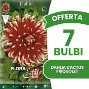 ANGEBOT: 9 Dahlien-Kaktus-Fruchtzwiebeln