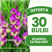 Offerta 30 Bulbi Gladioli Extravert