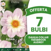 ANGEBOT: 7 DAHLIA POOH ZWIEBELN