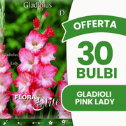 Angebot: 30 Pink Lady Gladiolenzwiebeln