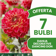 ANGEBOT: 15 dekorative Dahlienzwiebeln, tanzend