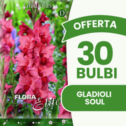 Angebot: 30 Soul-Gladiolenzwiebeln