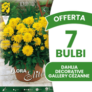OFFERTA 7 BULBI DAHLIA DECORATIVE GALLERY CÉZANNE