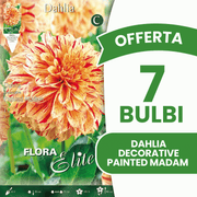 OFFERTA 7 BULBI DAHLIA DECORATIVE PAINTED MADAM