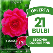 Angebot: 21 gefüllte rosa Begonienzwiebeln