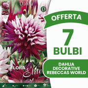 ANGEBOT: 15 dekorative Dahlienzwiebeln von Rebecca's World