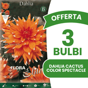 ANGEBOT: 15 Dahlien-Kaktuszwiebeln (Farbspektakel)