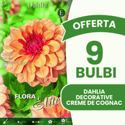 Offerta 9 Bulbi Dahlia Decorative Creme de Cognac