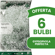 OFFREZ 3 AMPOULES DE GYPSOPHYLA PERFECTA