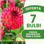 Offerta 7 Bulbi Dahlia Decorative Ding a Dong
